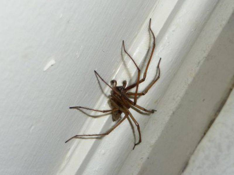 Почему нельзя убивать пауков дома: приметы, поверья
