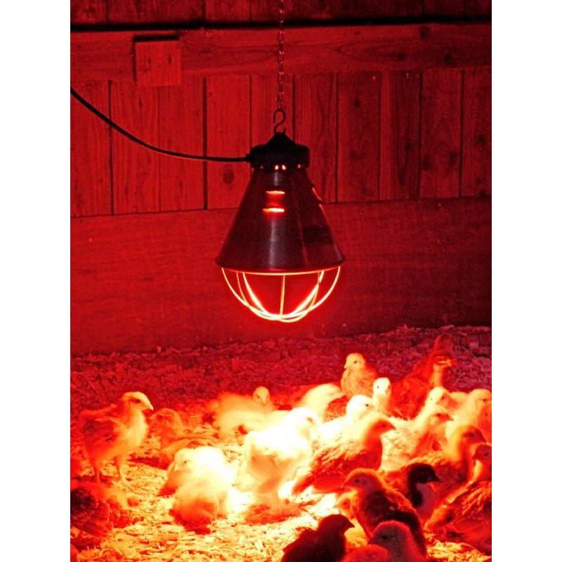 Инфракрасные лампы для обогрева курятника - как выбрать