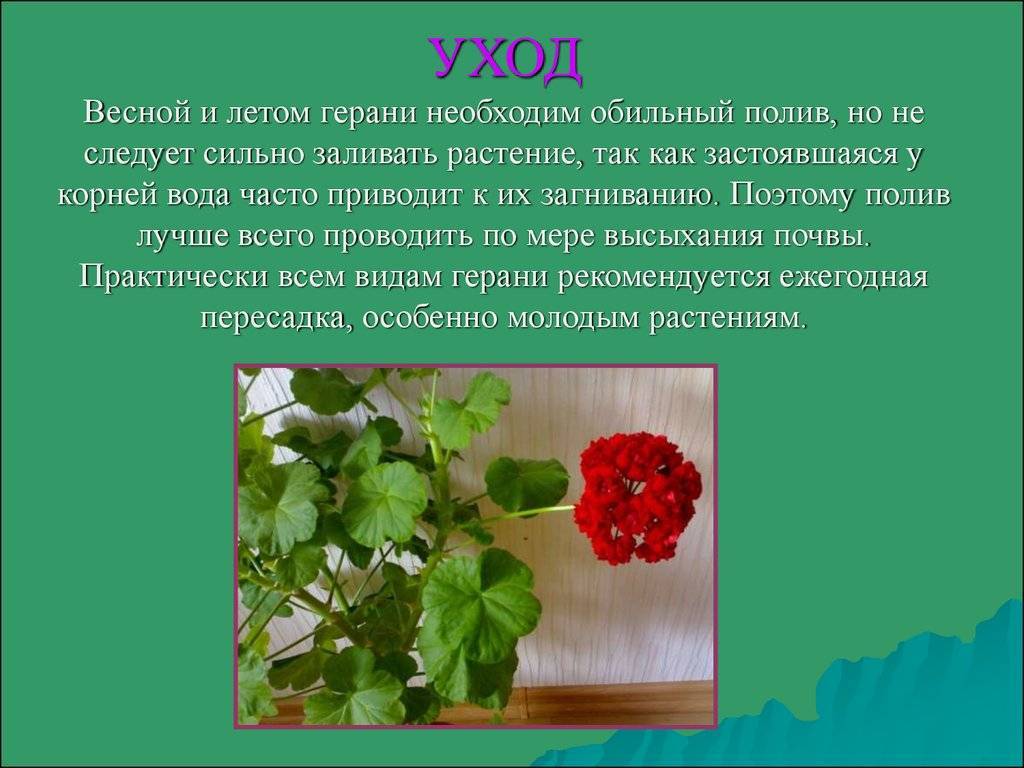 Какие цветы нельзя держать дома фото и приметы и поверья?