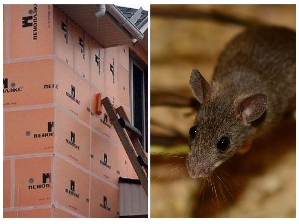 Какой утеплитель не грызут мыши и крысы – видеообзор, отзывы строителей