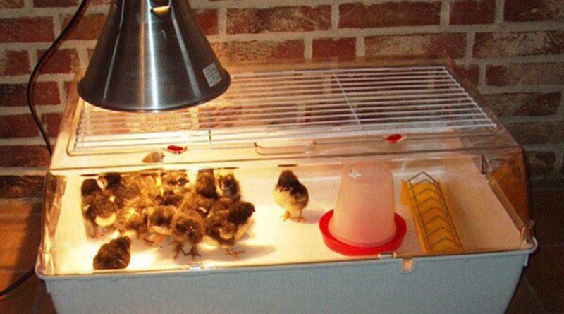 Лампа для обогрева цыплят: какая лучше для брудера, технические характеристики