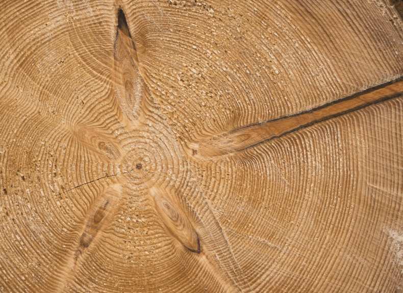 Ценные породы дерева: полный список, характеристики, применение