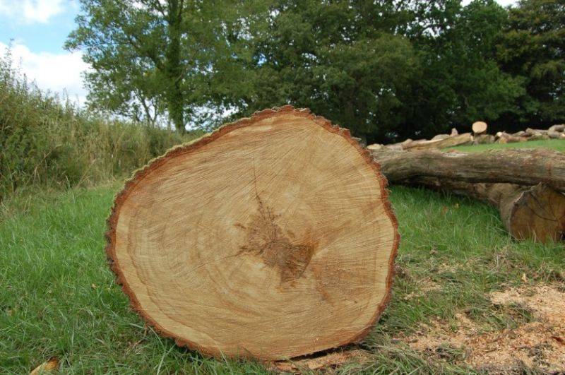 ???? самые твёрдые породы древесины: список, применение и характеристики