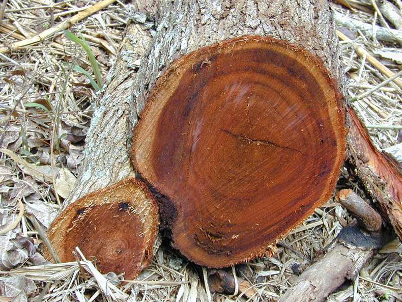 Самое дорогое дерево: ценные породы древесины в мире и в россии