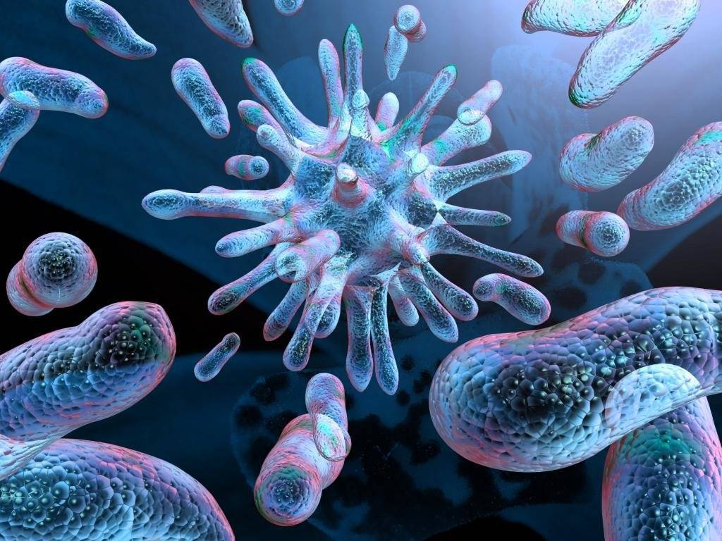 Бактерии: питание, дыхание, ферменты и пигменты. фото