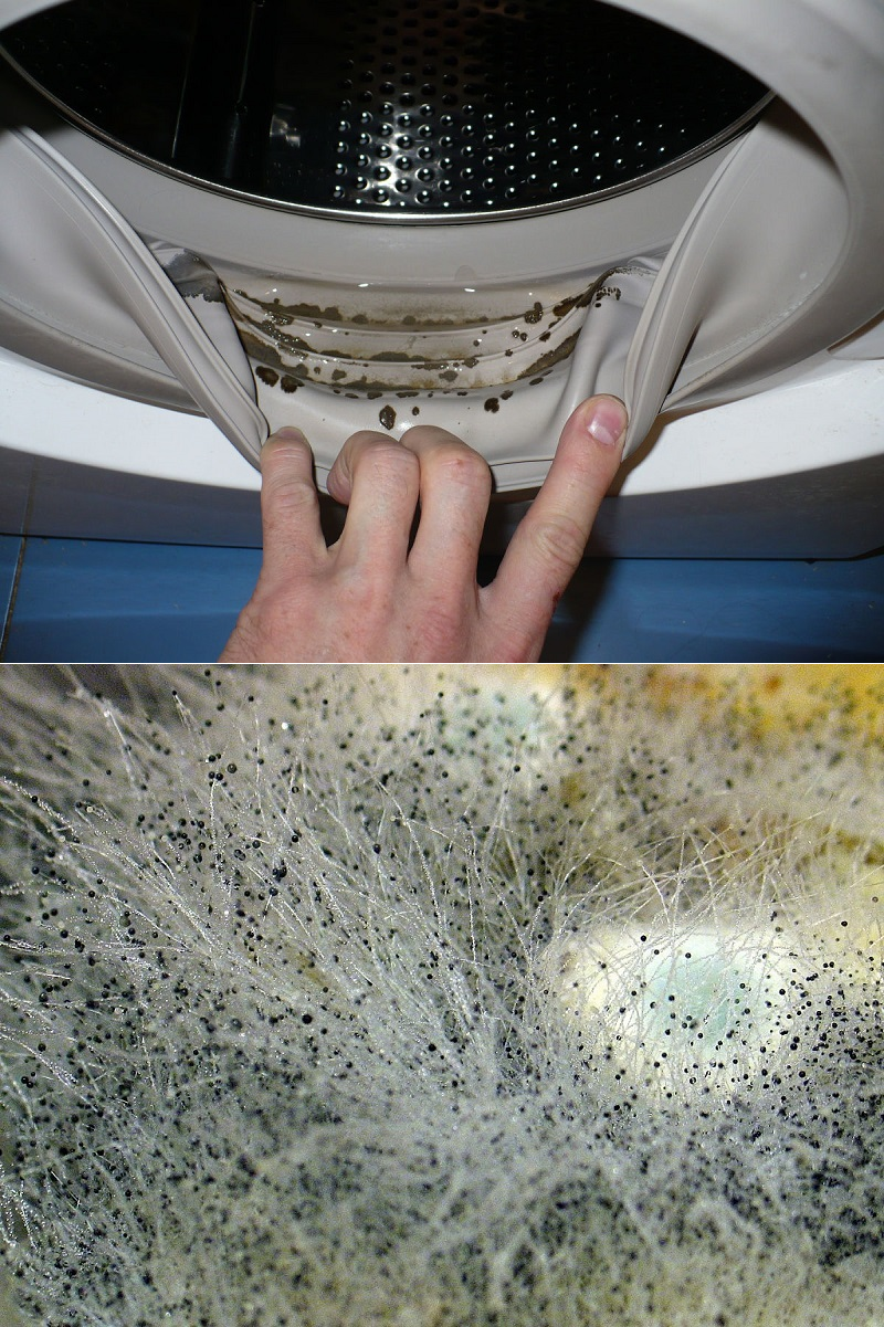 Плесень в стиральной машине-автомат: как избавиться, какие средства использовать?