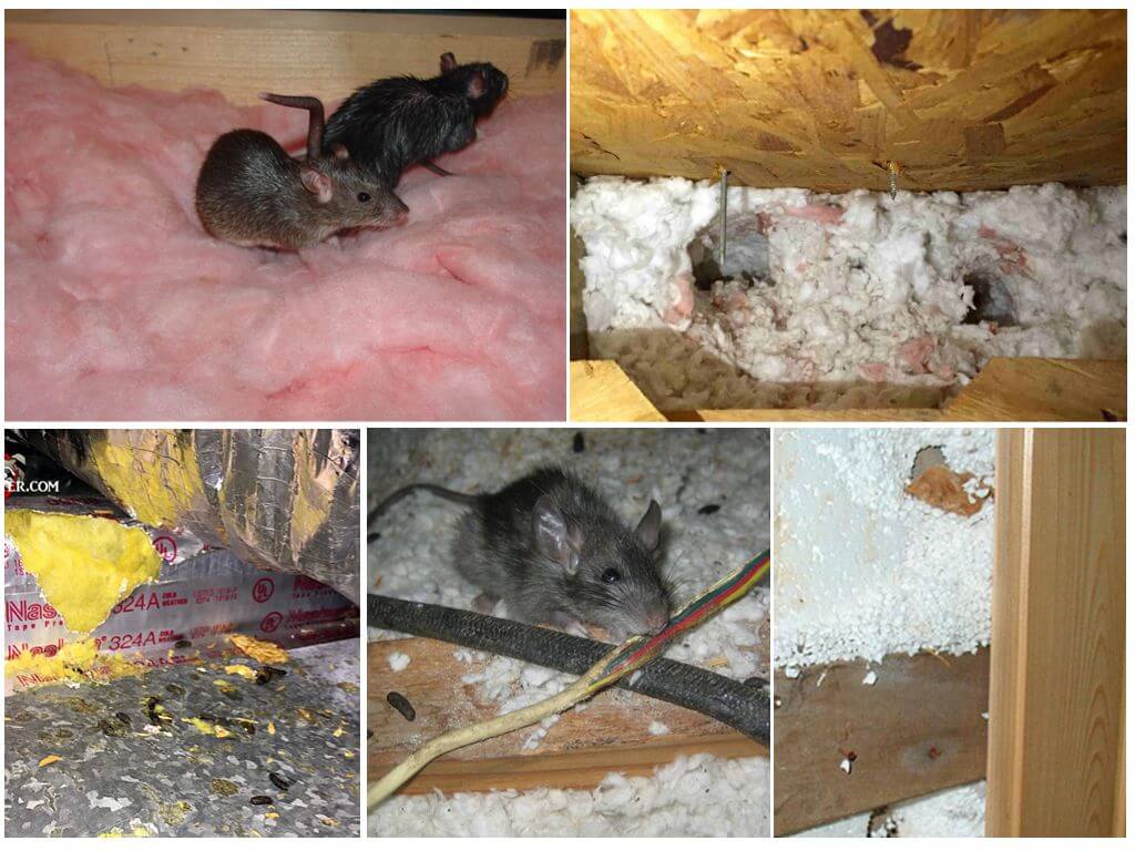 Выбор утеплителя, который не грызут мыши и крысы