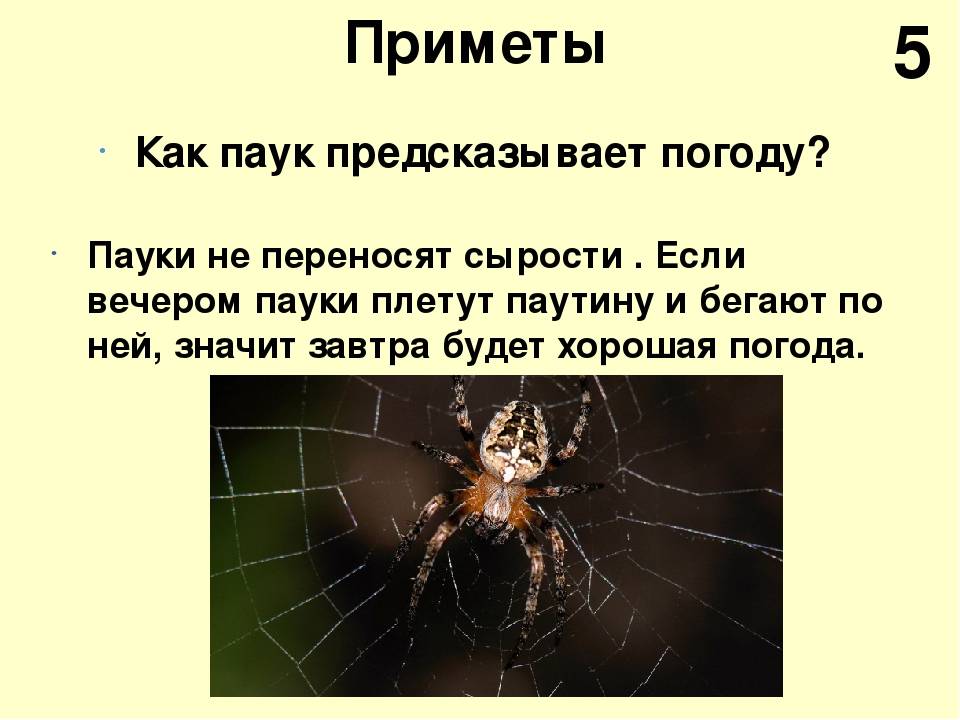 Почему нельзя убивать пауков?
