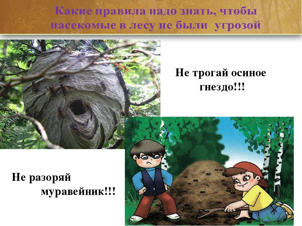 7 советов, как избавиться от ос на участке