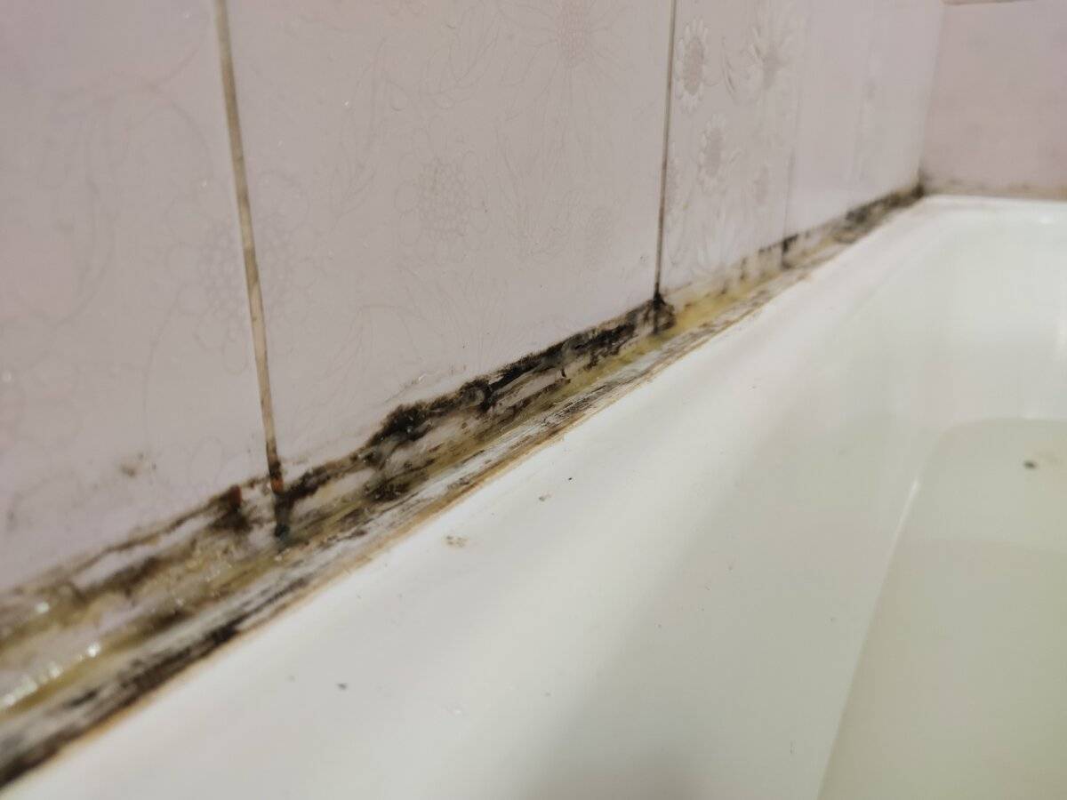 Как вывести грибок в ванной комнате - самые эффективные способы с инструкциями