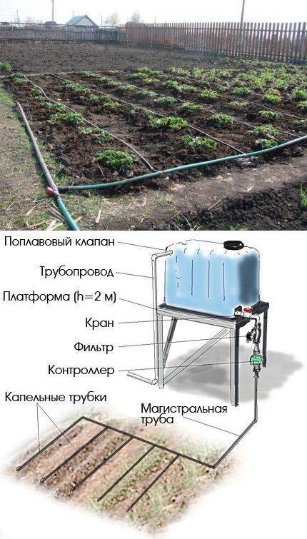 Система автоматического капельного полива в теплице из бочки: схема