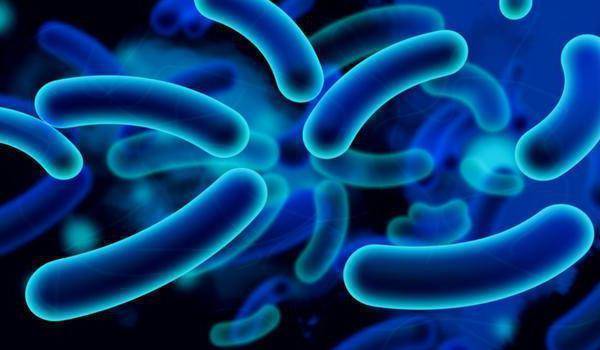 Бактерии для септиков: обзор, виды, как работают, анаэробные и аэробные типы