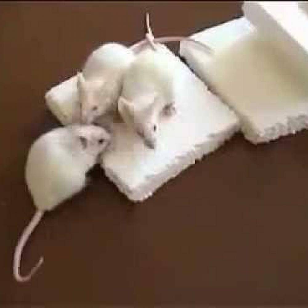 Какой утеплитель не грызут мыши и крысы — советы по выбору