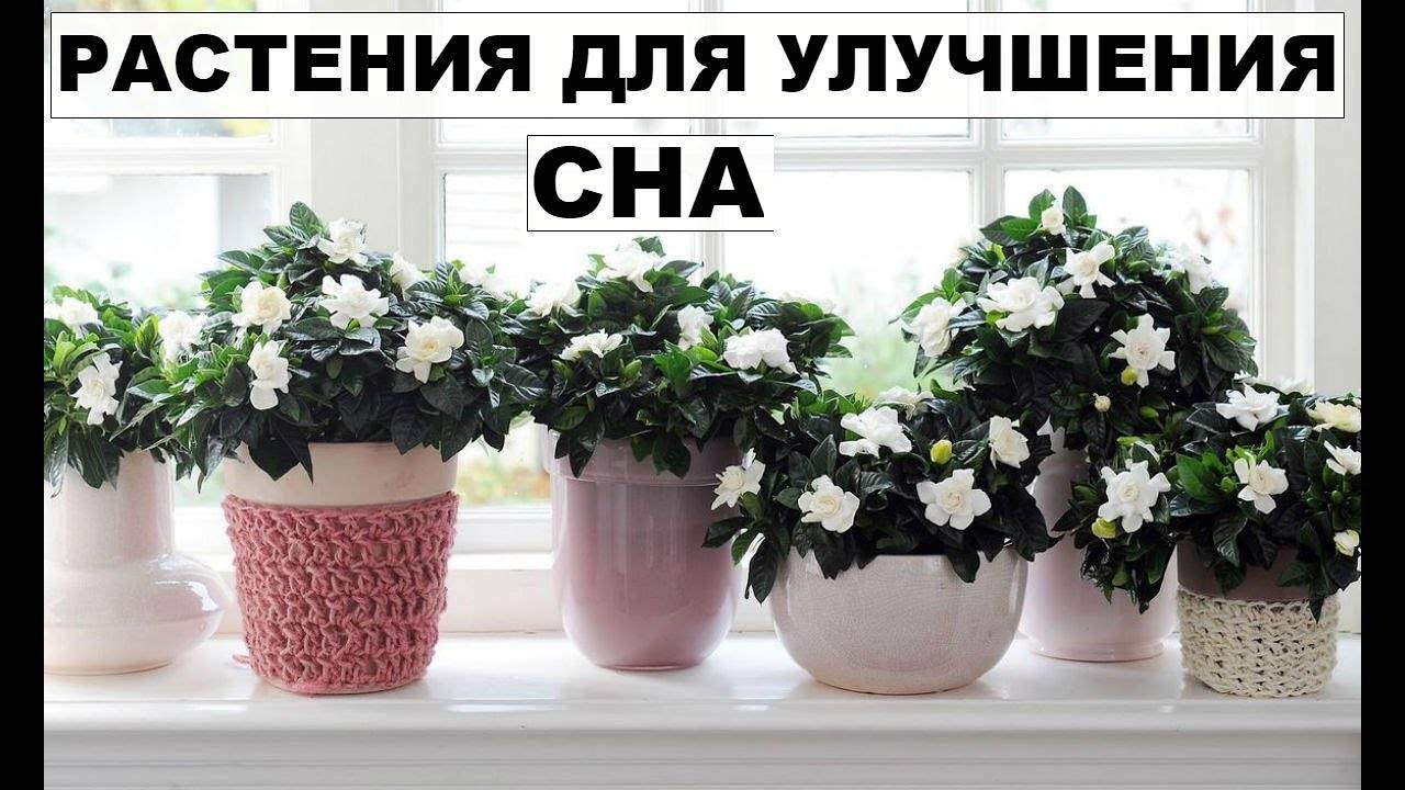 Цветы полезные для спальни, какие растения можно держать в спальне