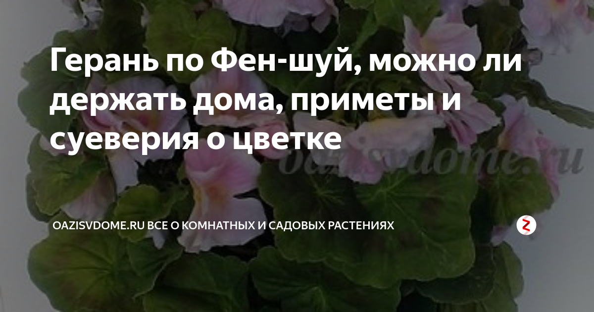 Комнатные цветы, опасные для домашних животных