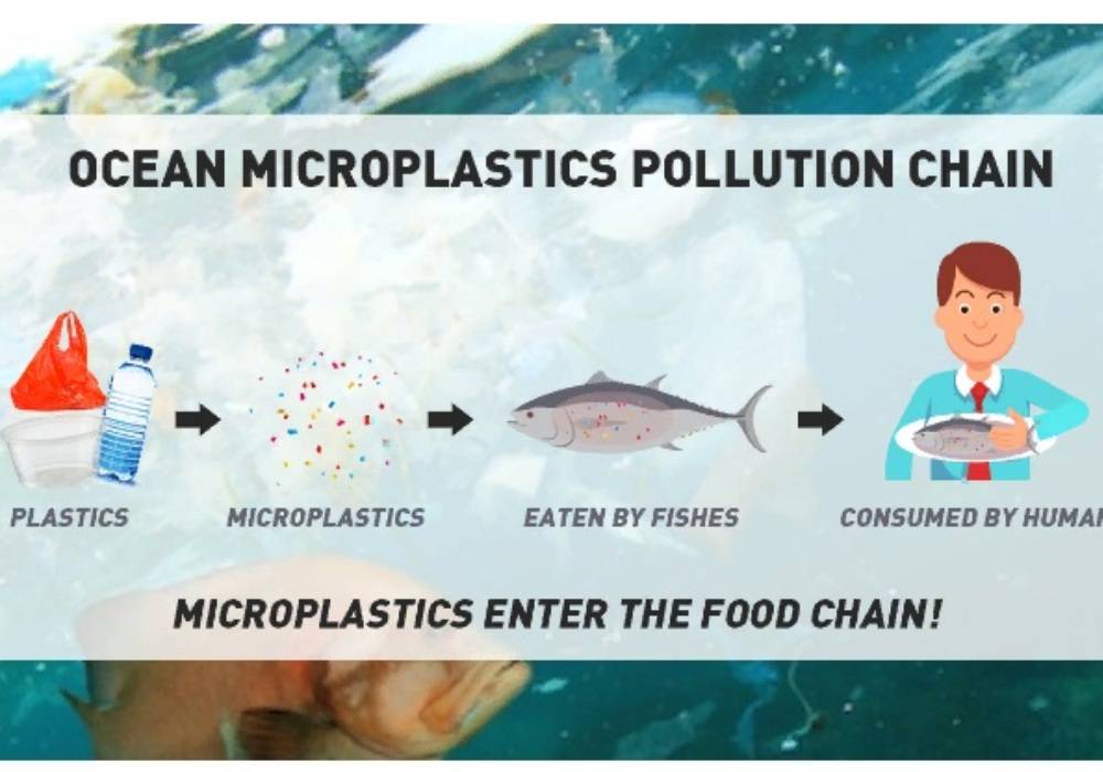 Микропластик в воде — что это, чем опасен для организма человека, вред для рыб и других животных