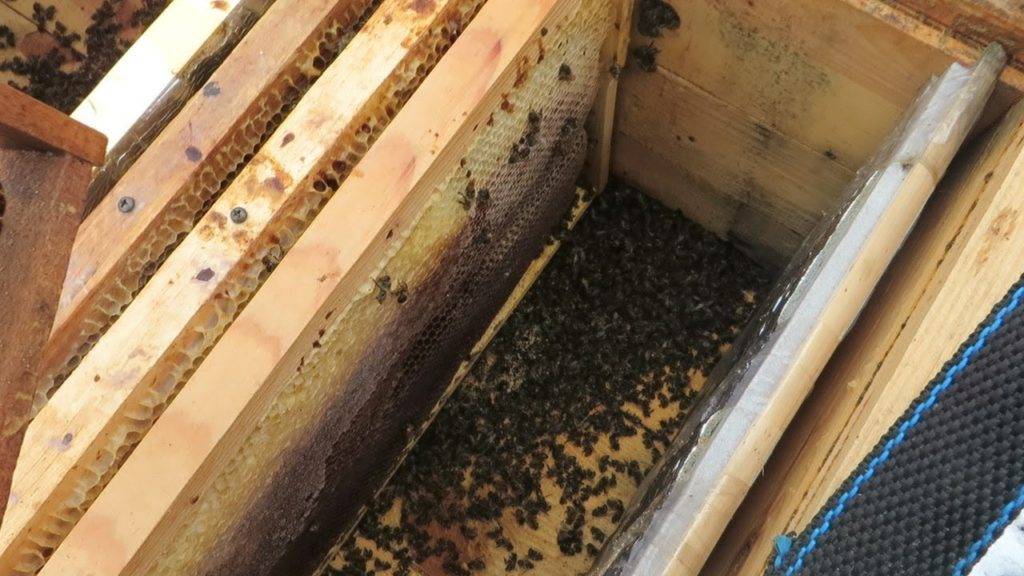 Подготовка пчел к зиме на улице и в помещении: советы