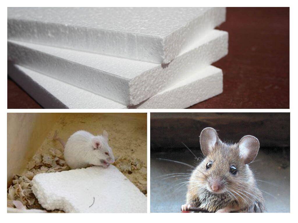 Выбор утеплителя, который не грызут мыши и крысы