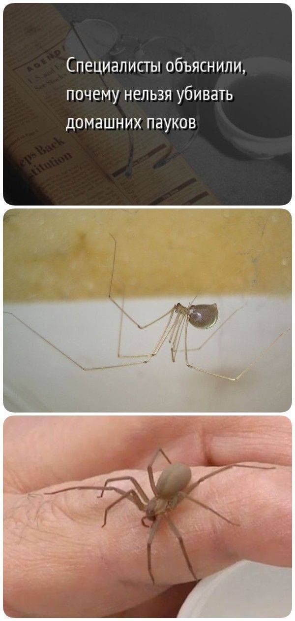 Толкование приметы, почему нельзя убивать пауков в доме