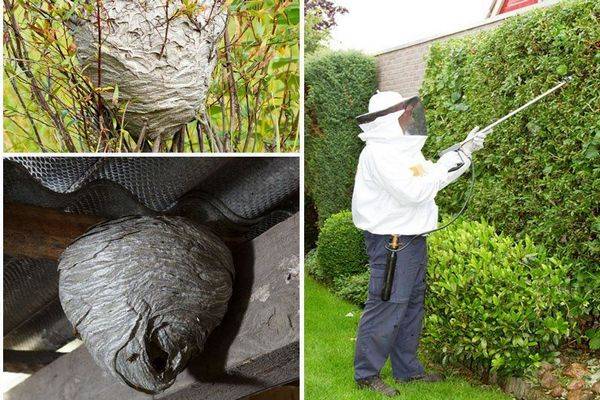 Как избавиться от ос, вывести осиное гнездо быстро и безопасно: наиболее эффективные методы