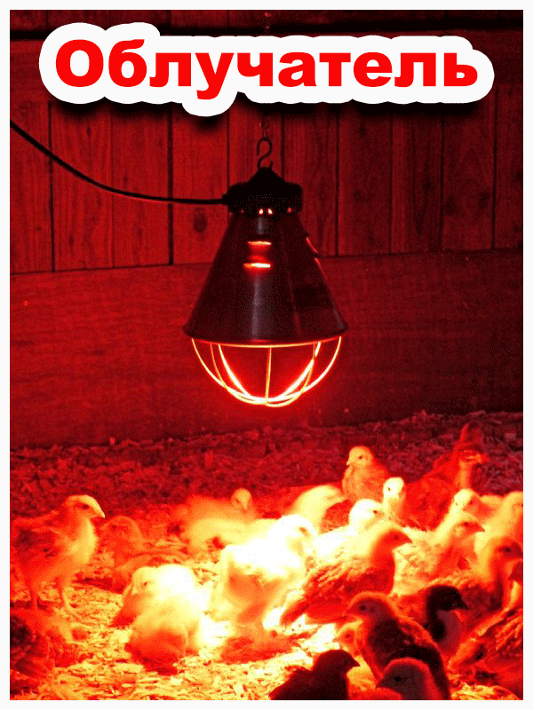 Красная лампа для курятника: какая нужна для отопления птичника в зимний период
